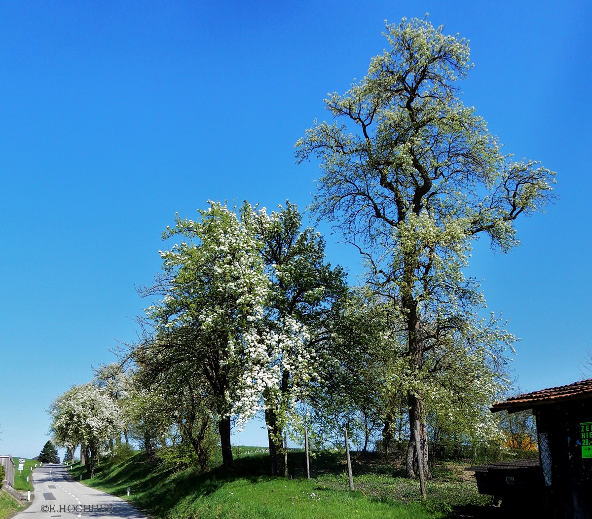 Birnbaum-Blüte im Mostviertel