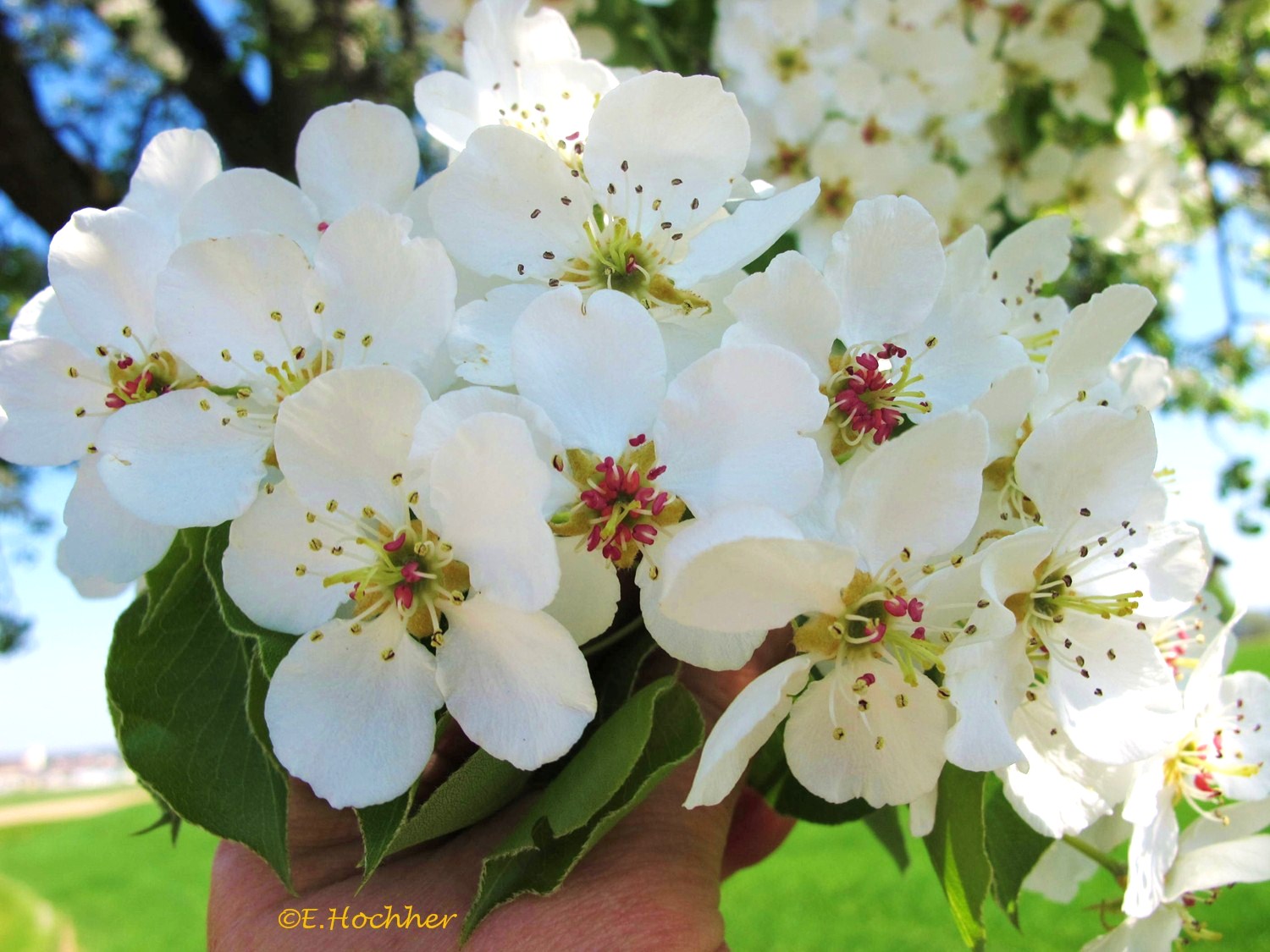 Birnbaum-Blüte