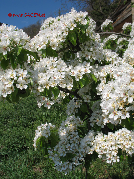 Birnbaumbüte, Südtirol