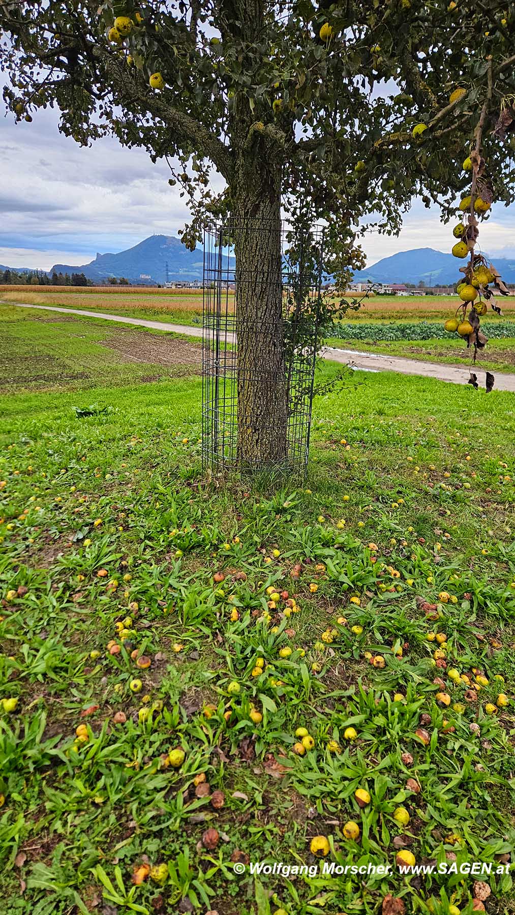 Birnen am Birnbaum auf dem Walserfeld