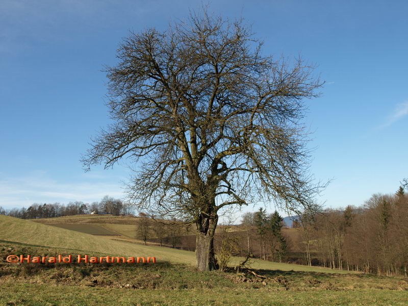 Birnenbaum