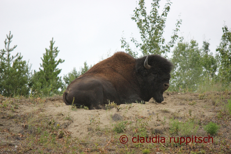 Bison am Alaska Highway, Kanada