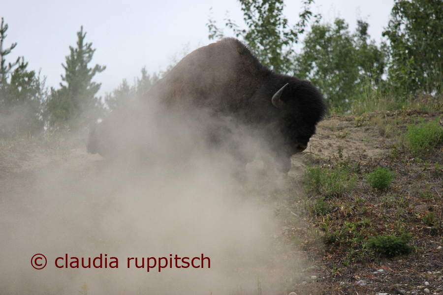 Bison am Alaska Highway, Kanada