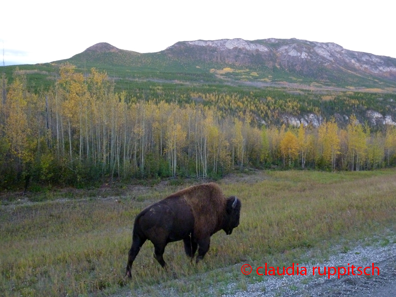 Bison, Yukon Territory, Canada