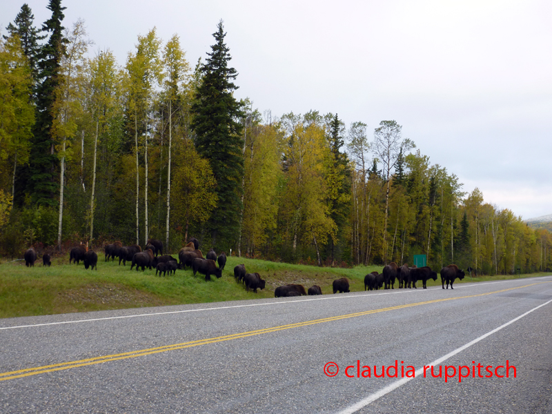 Bisonherde, Yukon Territory, Canada