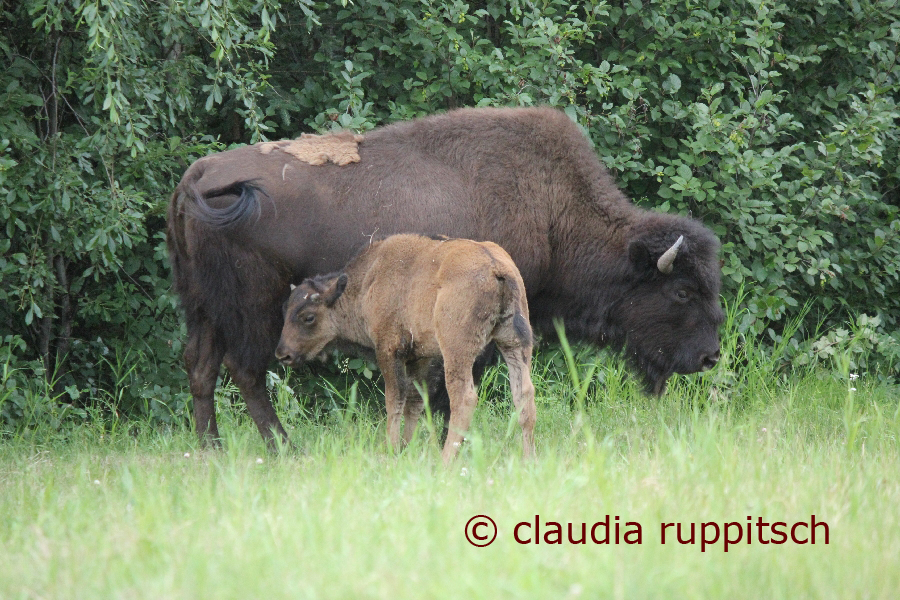 Bisons am Alaska Highway, Kanada