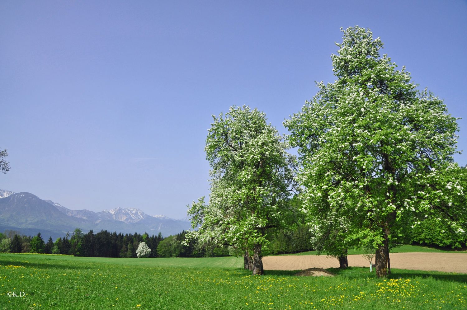 Blühende Bäume im Rosental (Kärnten)