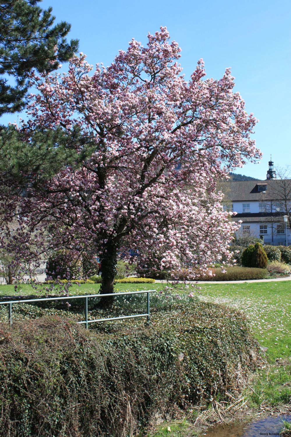 Blühender Magnolienbaum in Haslach i.K.