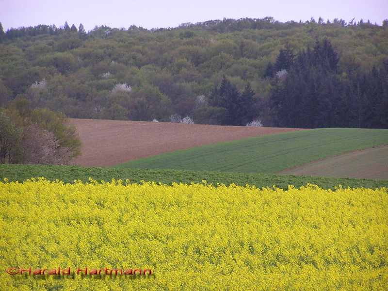 blühendes Weinviertel