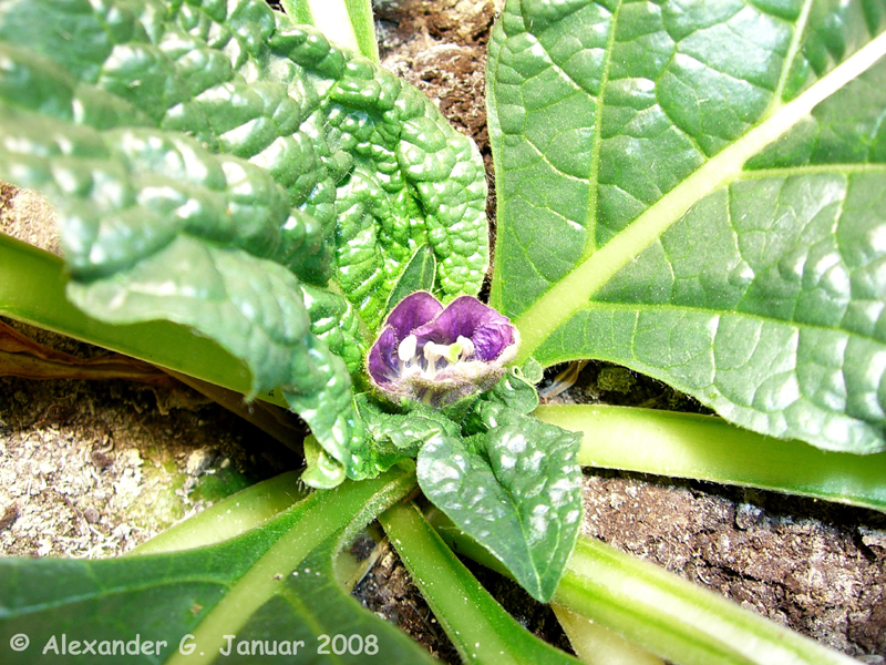 Blüte der Mandragora turcomania