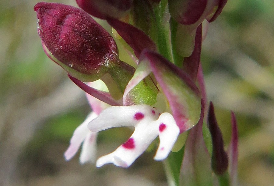 Blüte des Brandknabenkrautes