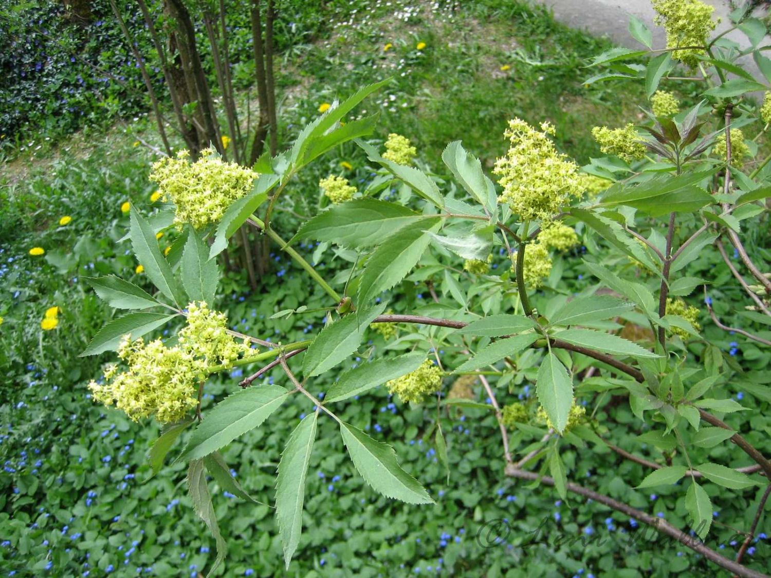 Blüte des Roten Holunder