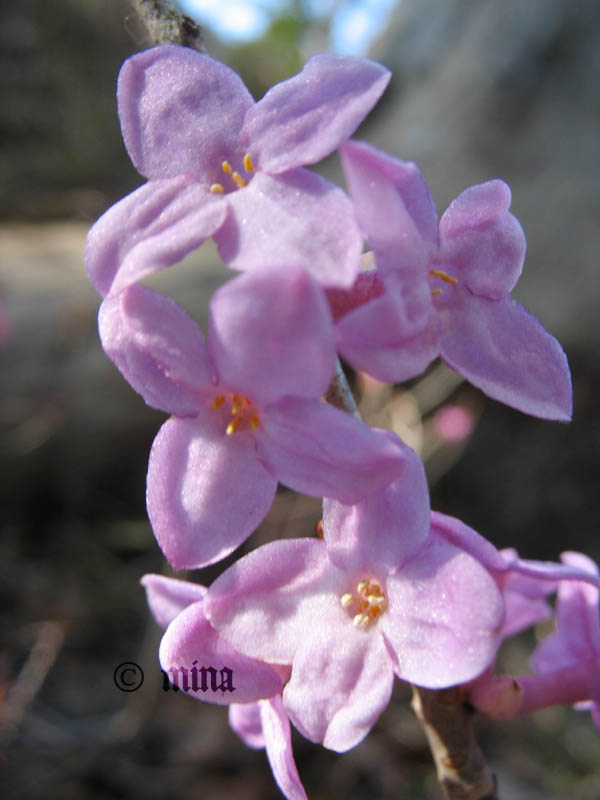 blüten des seidelbast