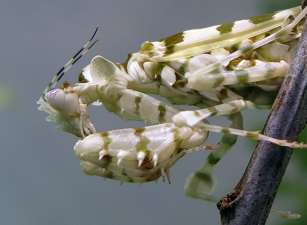 Blütenmantis Pseudocreobotra wahlbergii