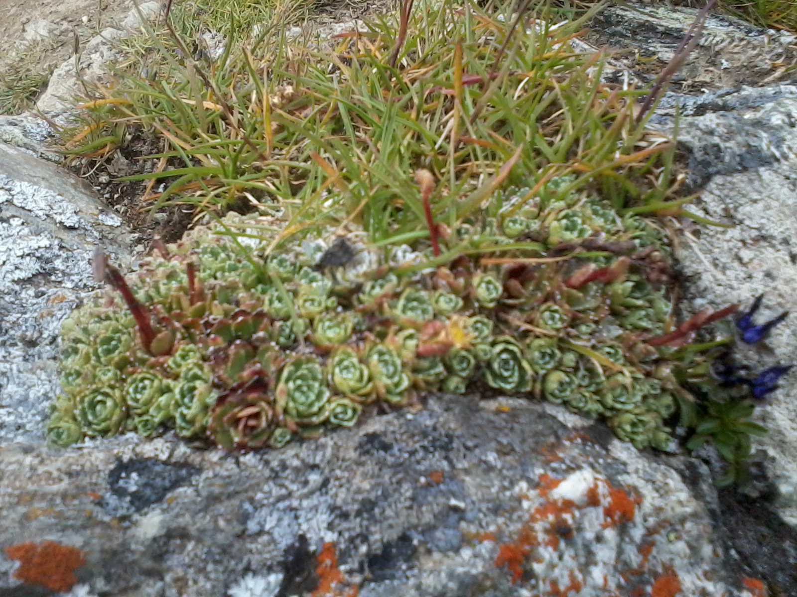 Blütenmeer Tappenkar Kleinarl 3.7.2018