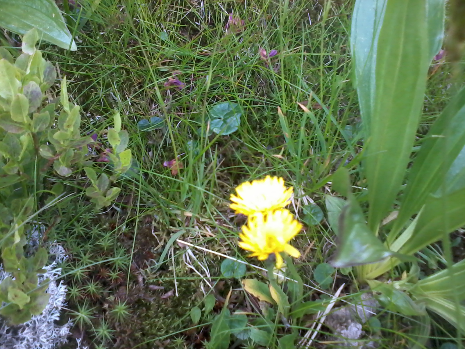 Blütenmeer Tappenkar Kleinarl 3.7.2018