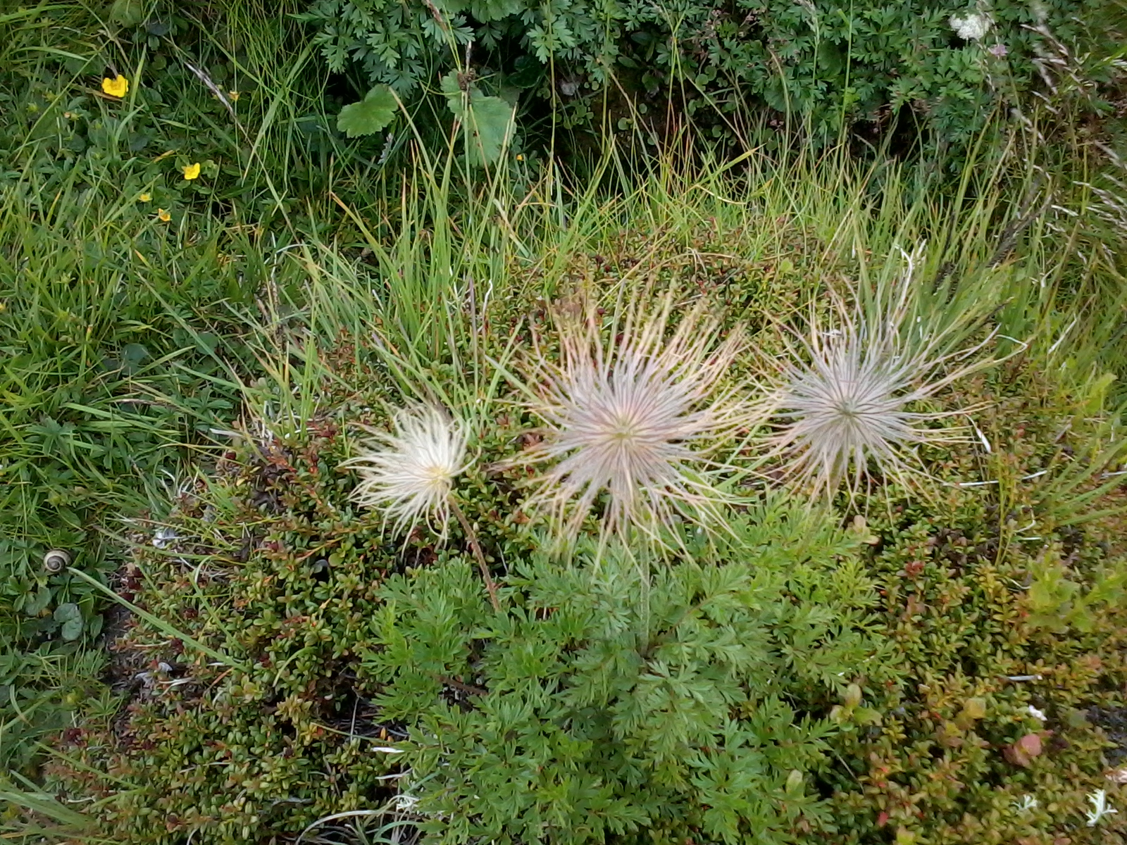 Blütenmeer Tappenkar Kleinarl 3.7.2018