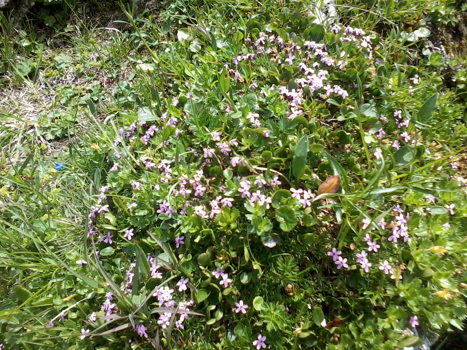 Blütenmeer Tappenkar Kleinarl 3.7.2018