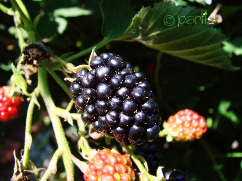 Black Berry