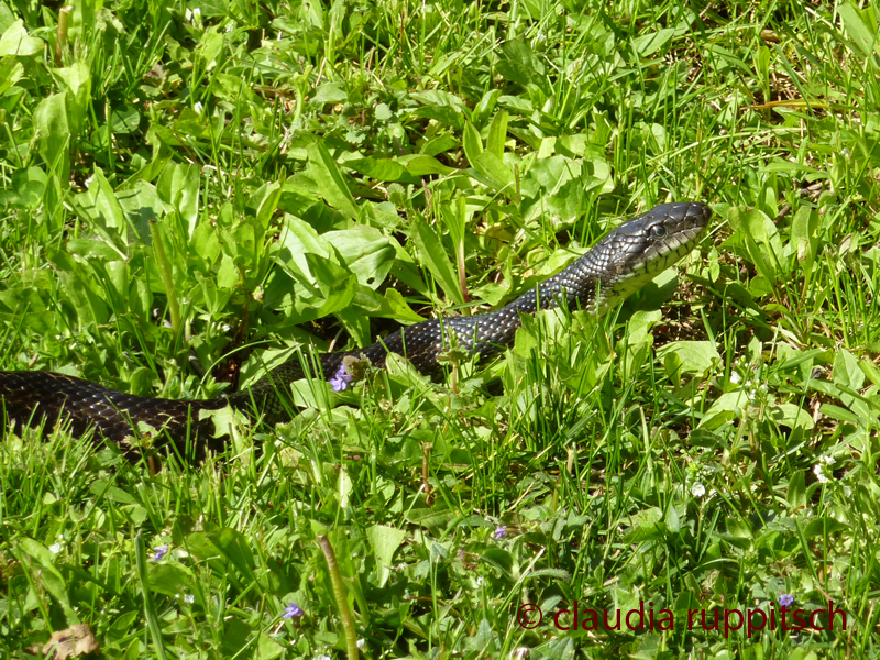 Black Rat Snake, Ontario, Canada