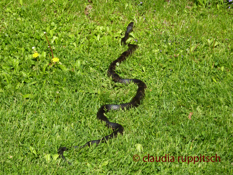 Black Rat Snake, Ontario, Canada