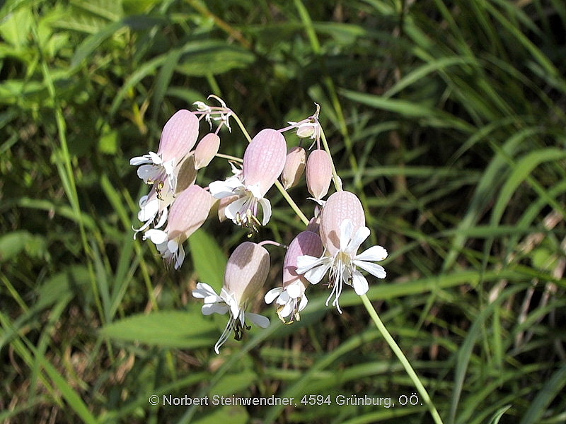 Blasen-Leimkraut (Silene vulgaris)