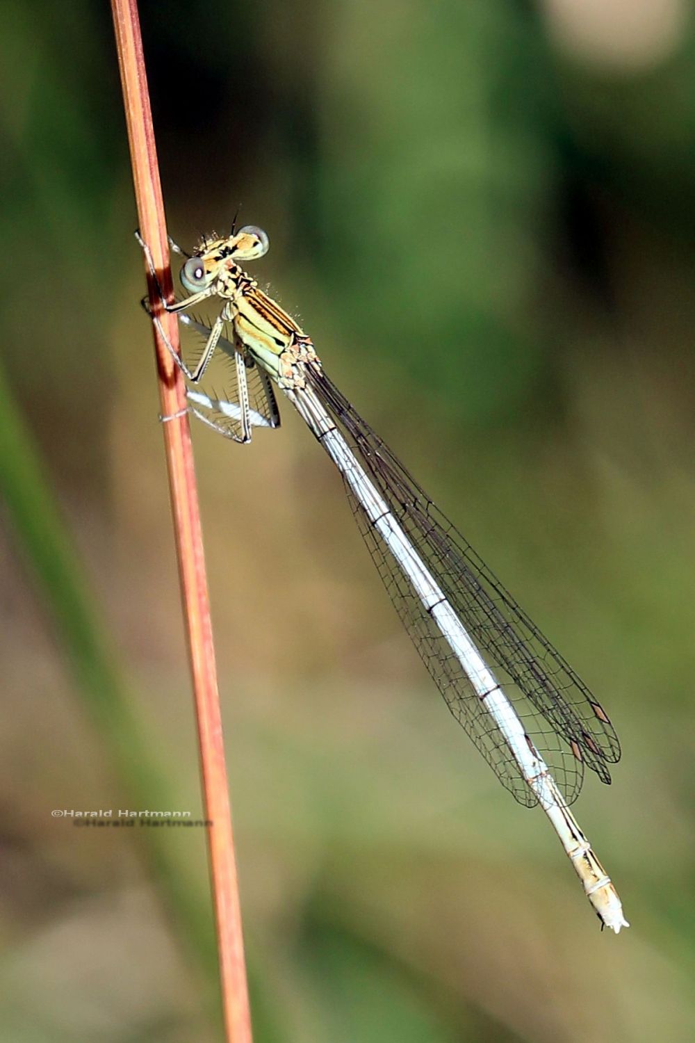 Blaue Federlibelle