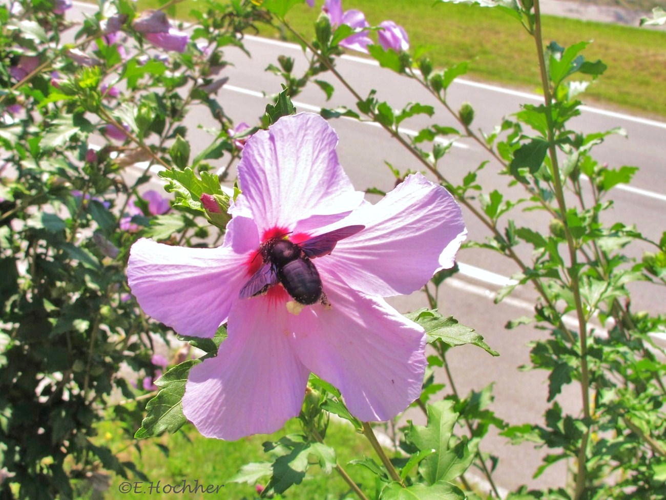 Blaue Holzbiene (Xylocopa violacea)