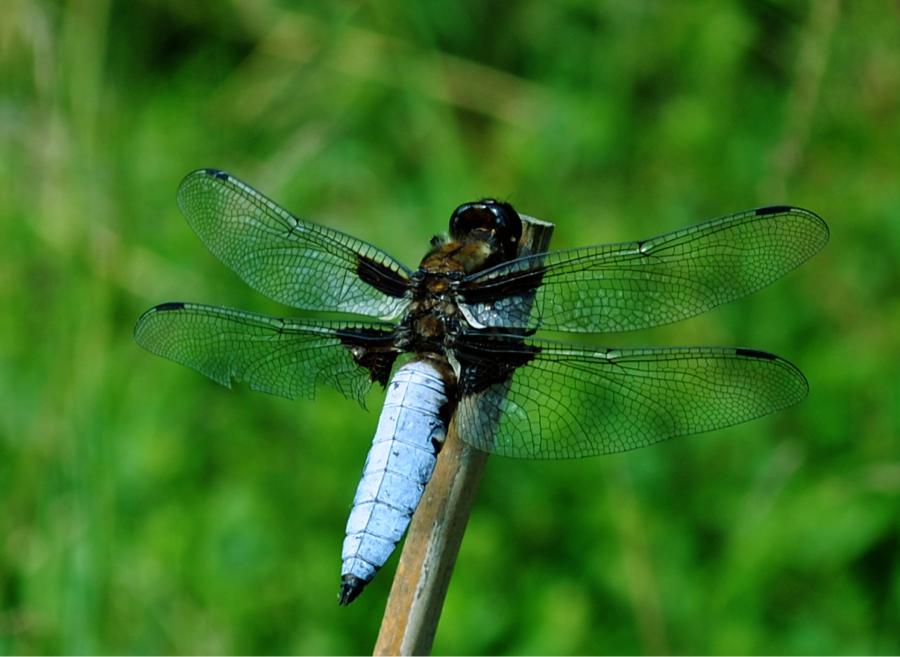 Blaue Plattbauch Libelle