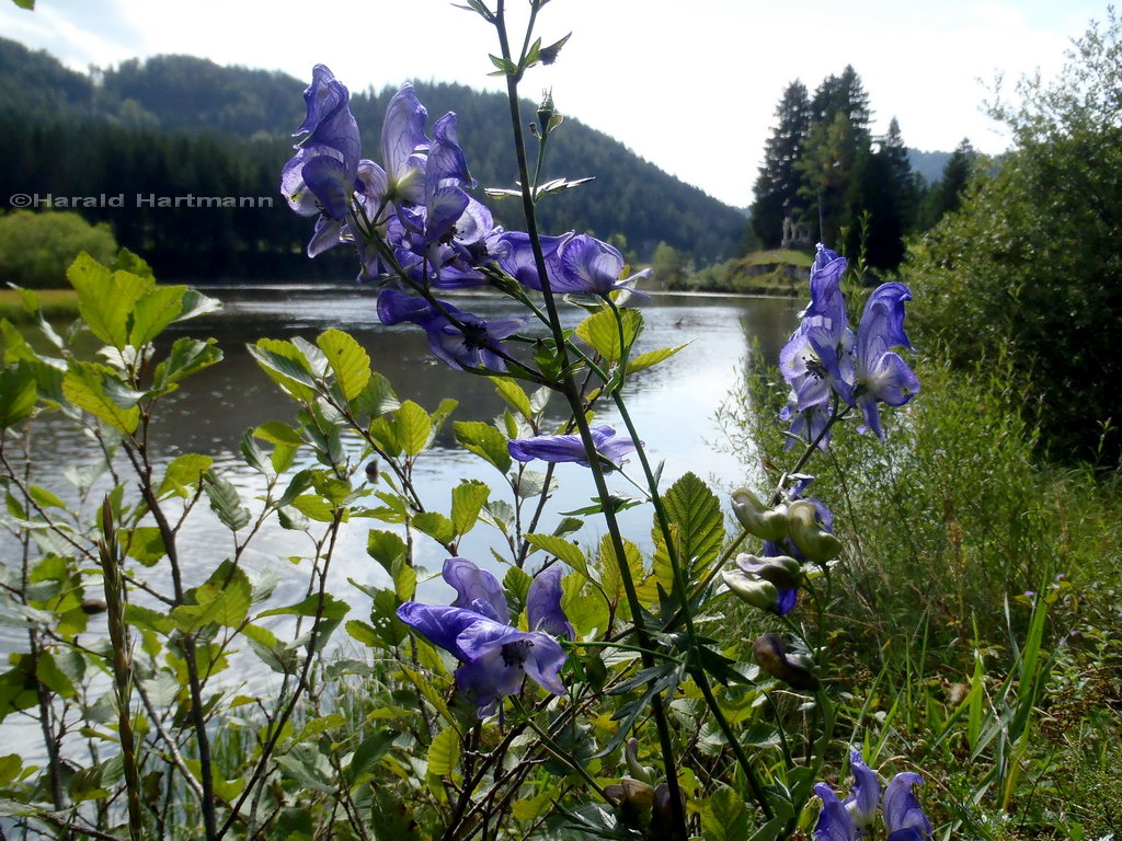 Blauer Eisenhut