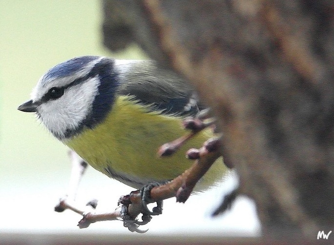 Blaumeise vor dem Fenster 2