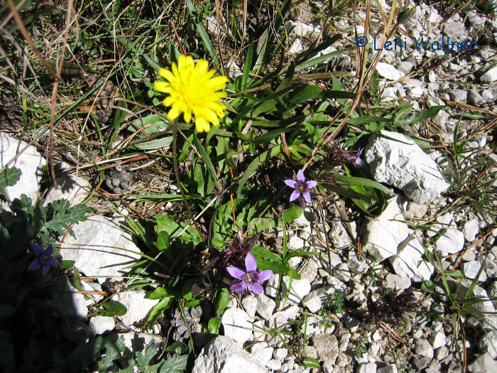 Blumen am Tunnelausgang