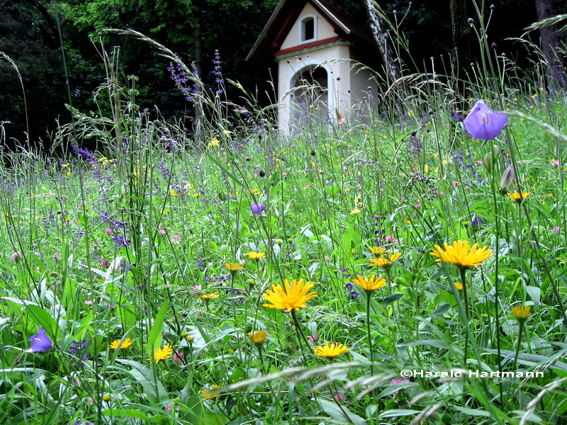 Blumenwiese