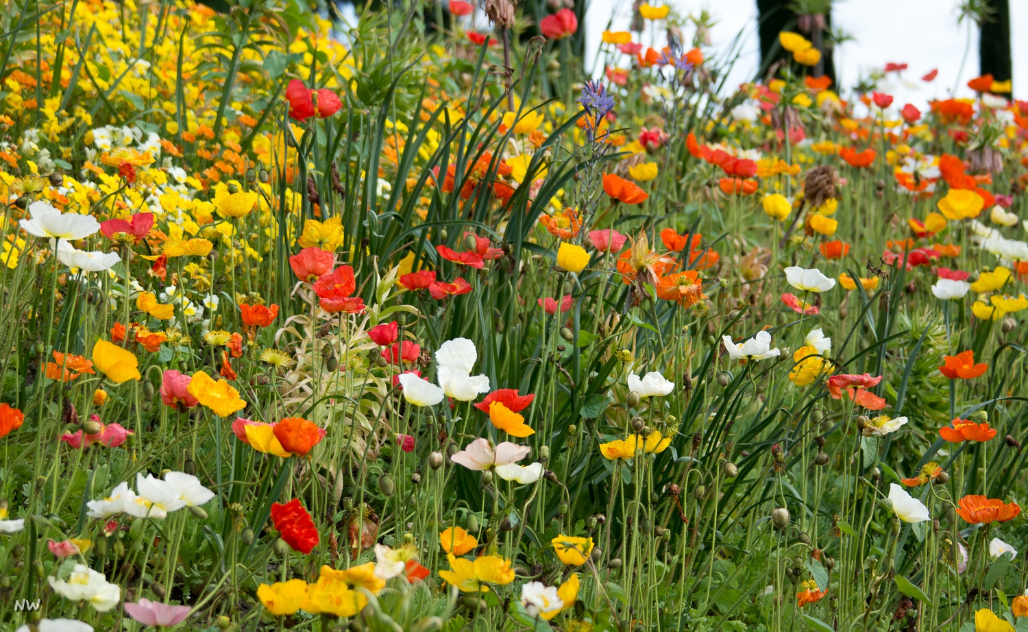 Blumenwiese