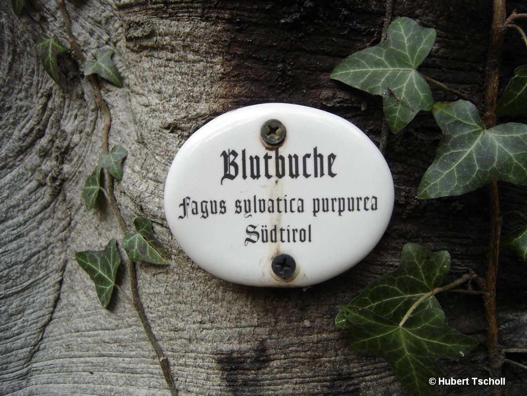 Blutbuche