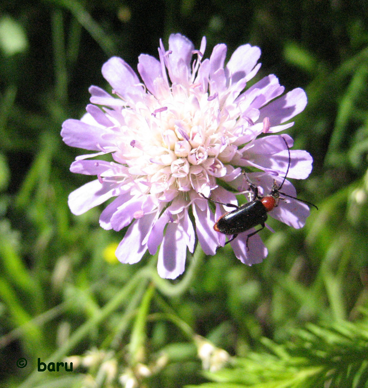 Bockkäfer auf einer Witwenblume