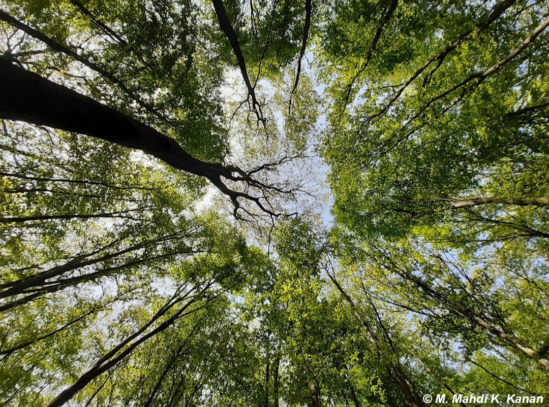 Boondeh Jungle, Mazandaran, Iran