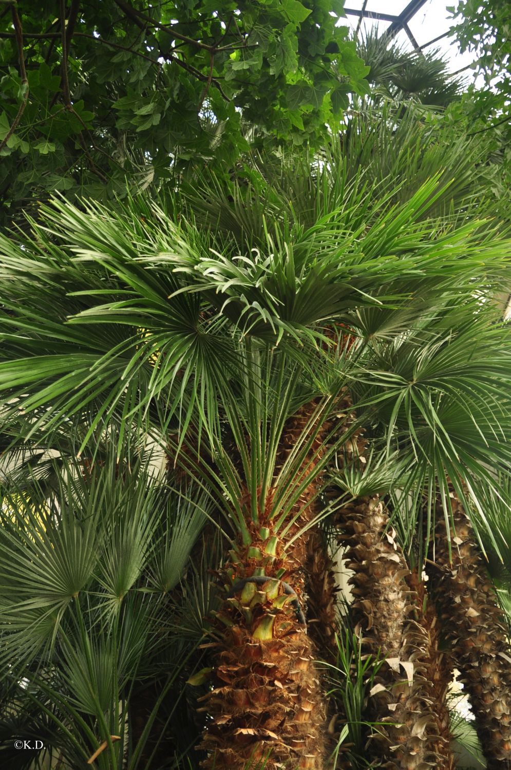 Botanischer Garten in Padua (It)-'Goethe-Palme'