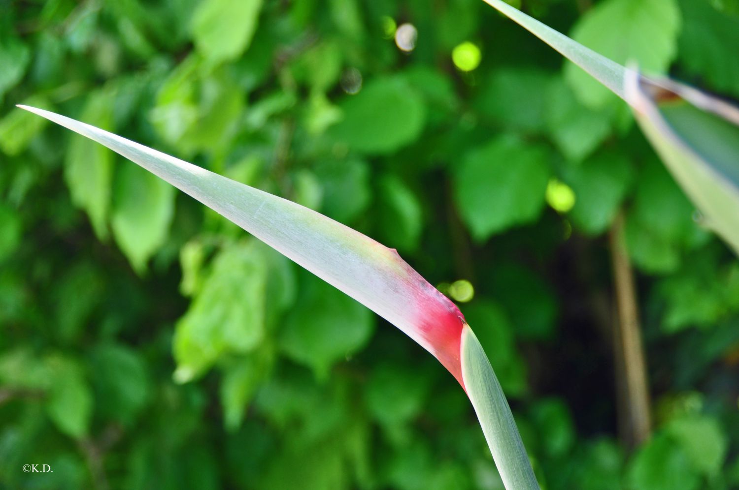 Botanischer Garten Klagenfurt - Papageienblume