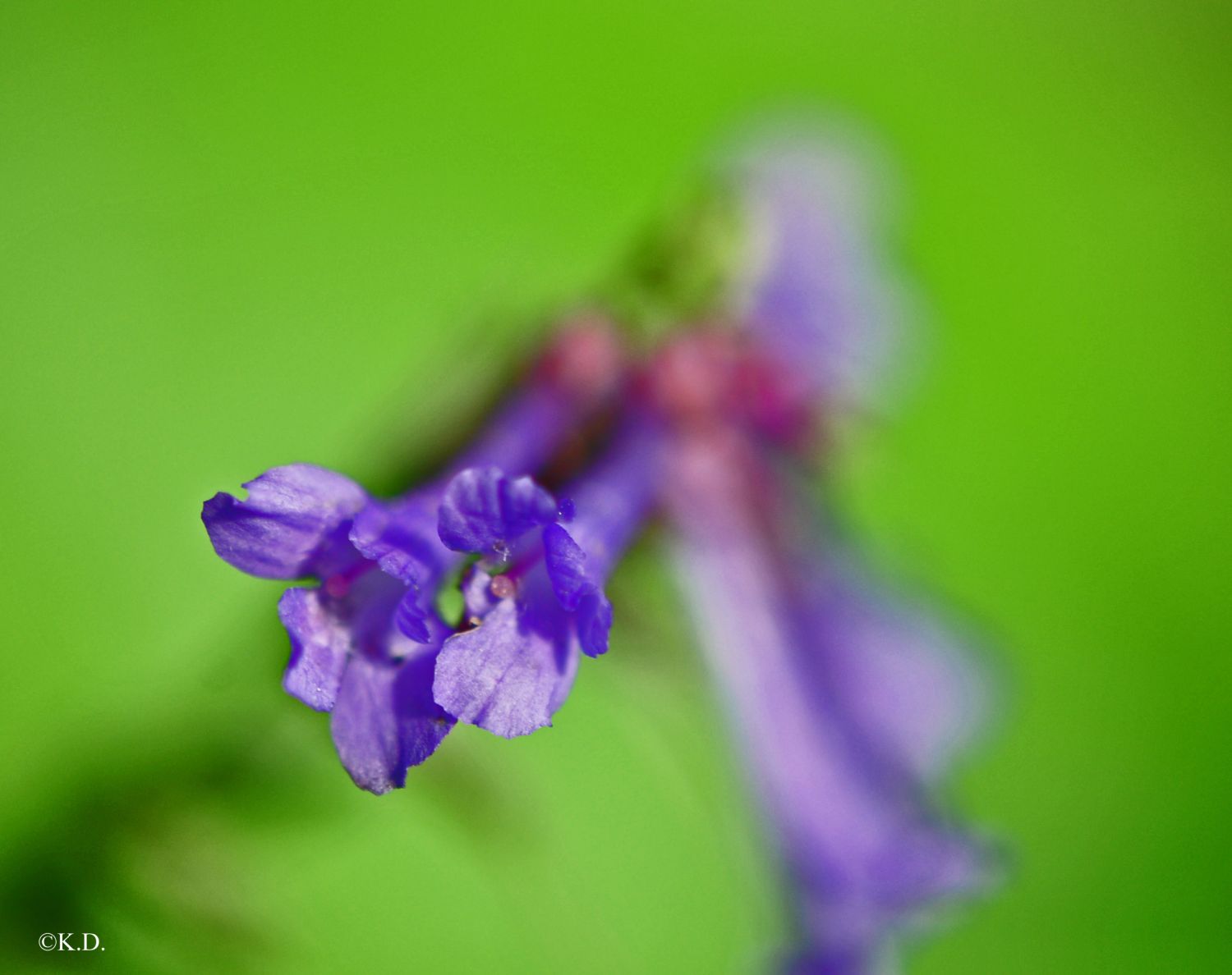 Botanischer Garten Klagenfurt - Wulfenia