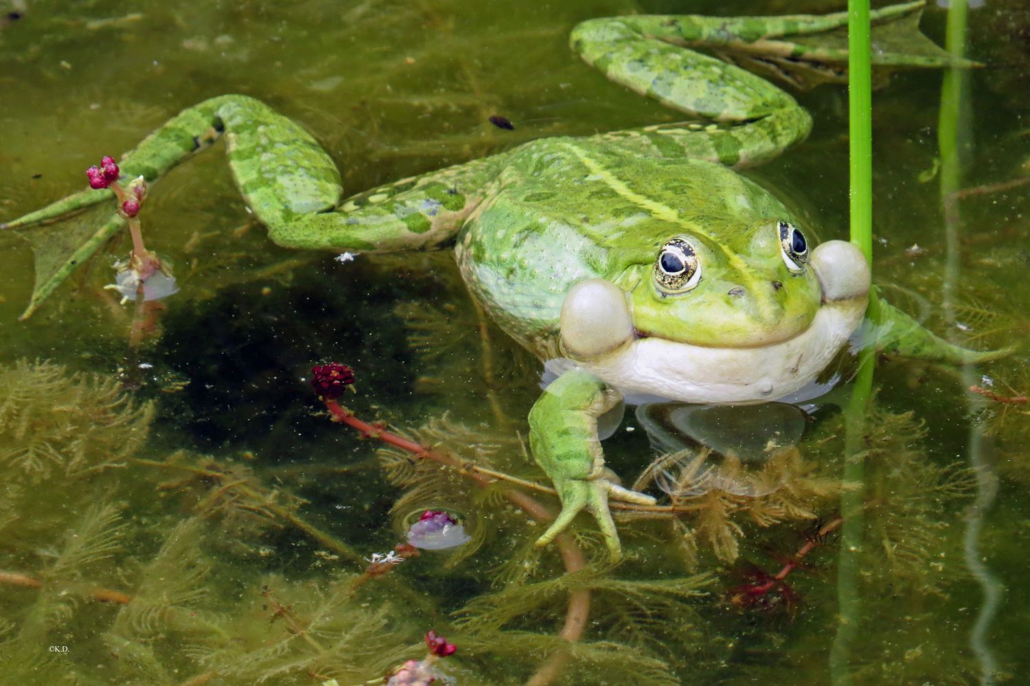 Botanischer Garten Klagenfurt