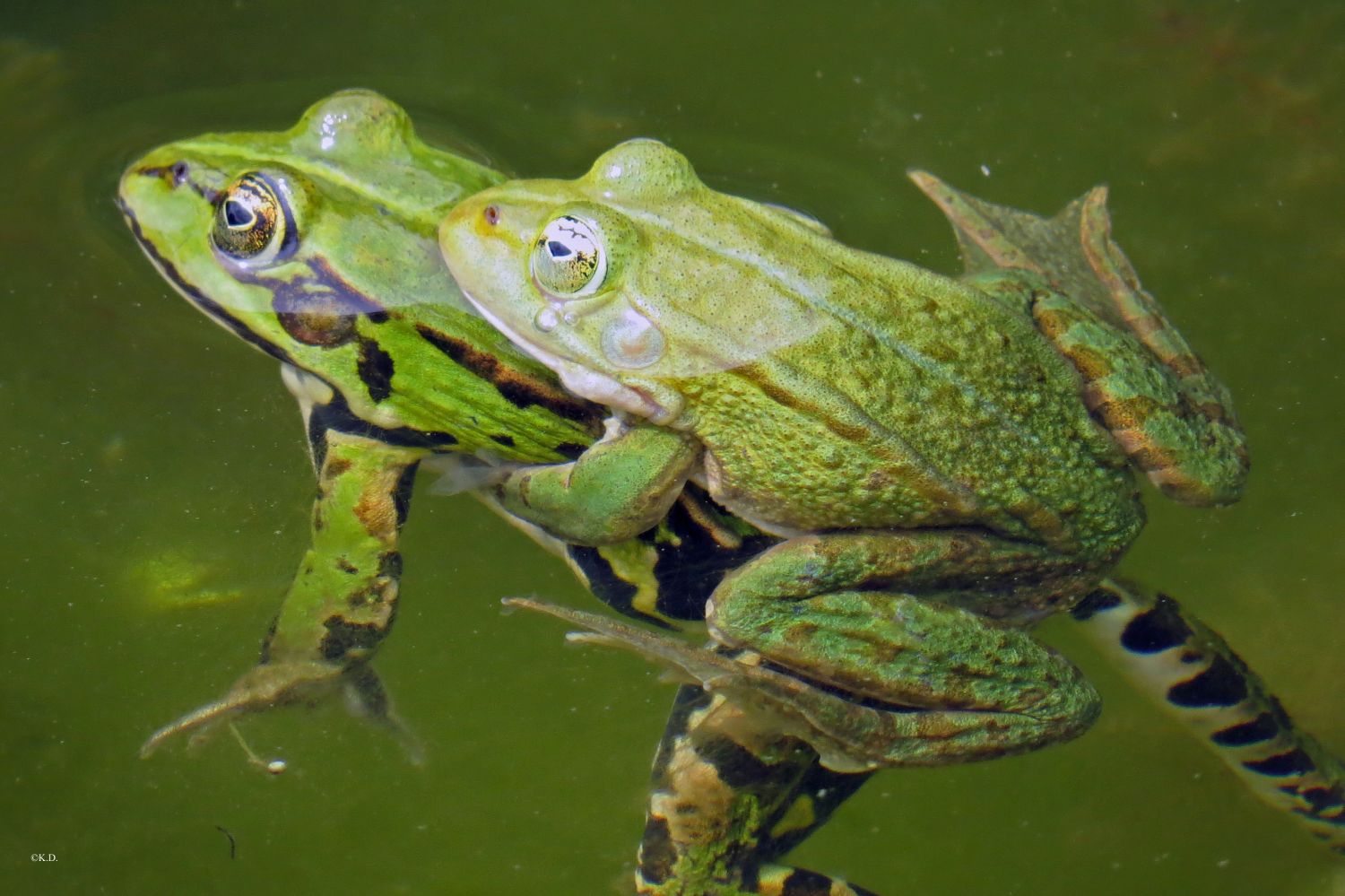 Botanischer Garten Klagenfurt