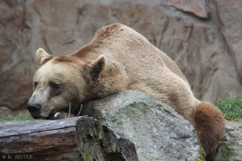 braunbär