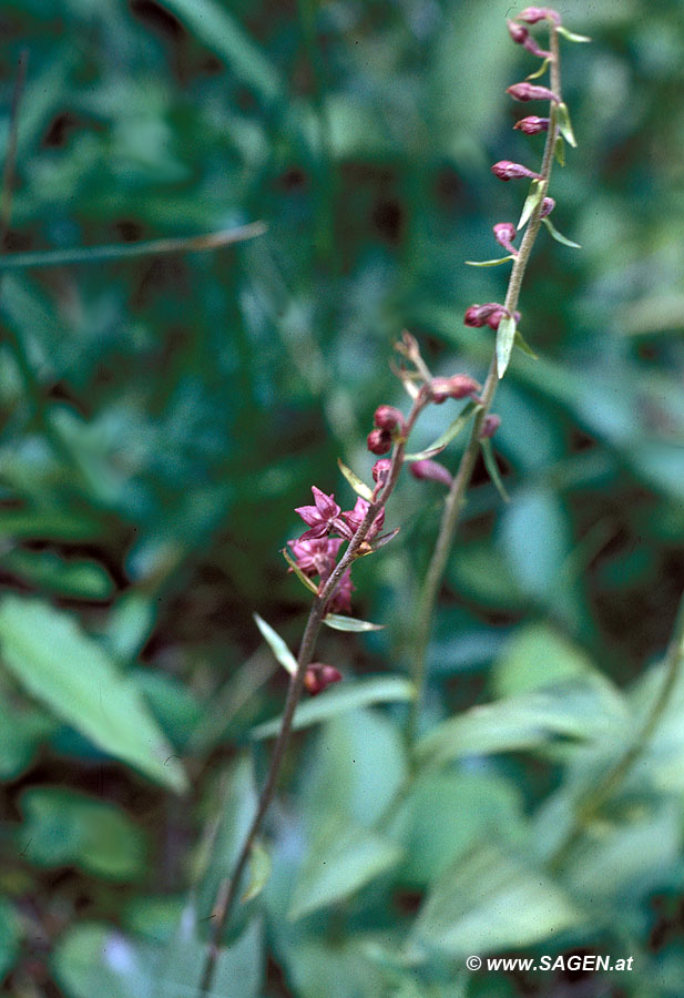 Braunrote Stendelwurz (Epipactis atrorubens)