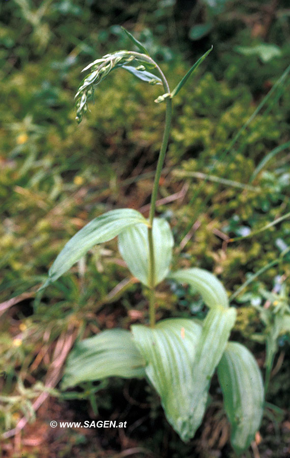 Breitblättrige Stendelwurz (Epipactis helleborine)