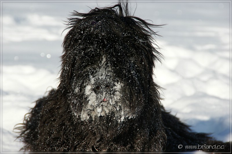 Briard Teenager