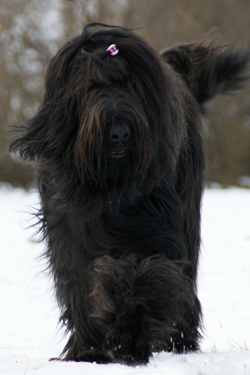 BRIARD