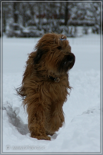 BRIARD