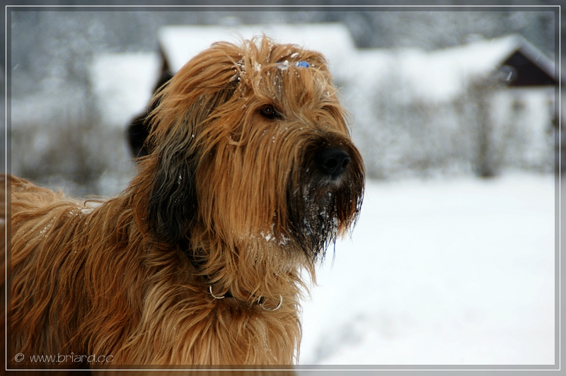 BRIARD