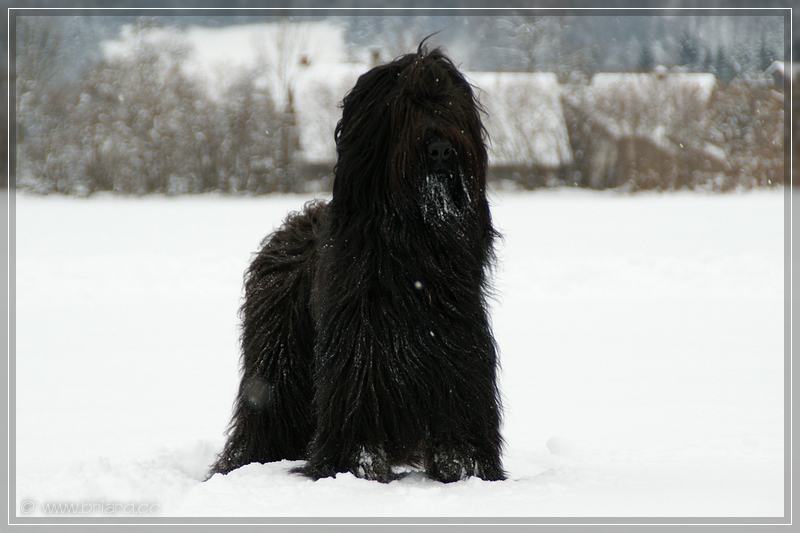 BRIARD